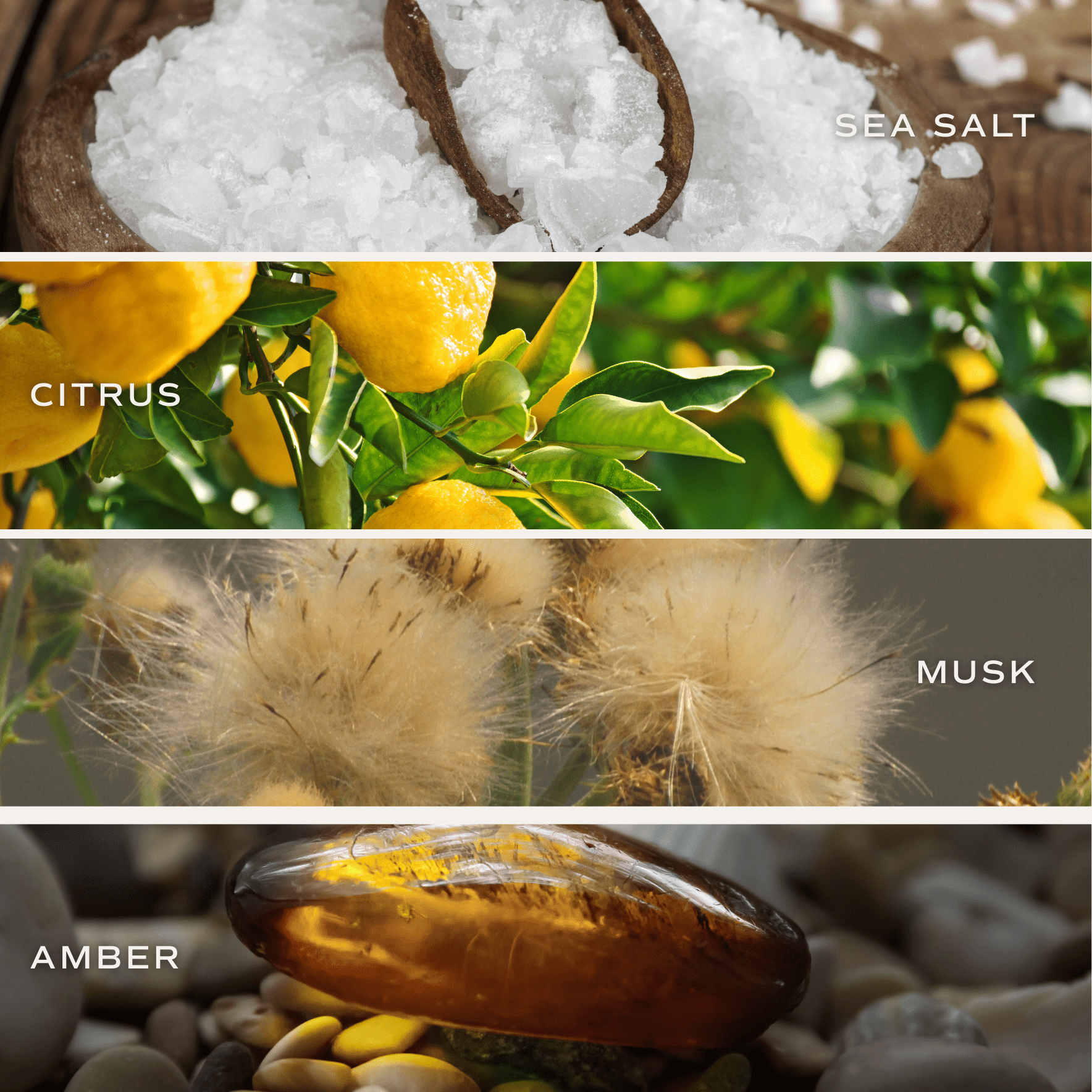 *NEW* Salt and Sea Reed Diffuser - Home Decor & Gifts